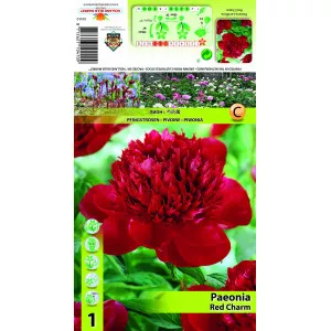 Bujor Red Charm
