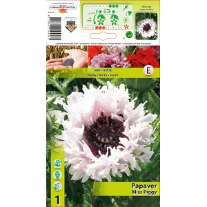 Mac de grădină (Papaver) Miss Piggy Ruffles