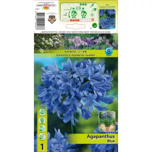 Crin african (Agapanthus) albastru
