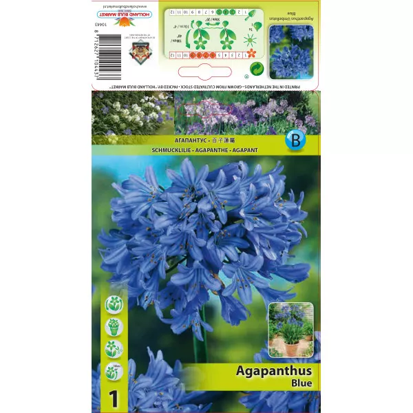 Crin african (Agapanthus) albastru