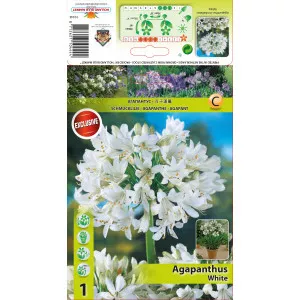 Crin african (Agapanthus) alb