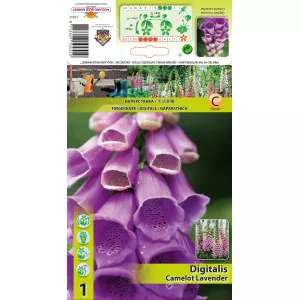Degețel (Digitalis) Camelot Lavender