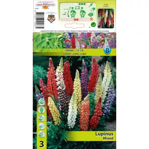 Lupin mix multicolor