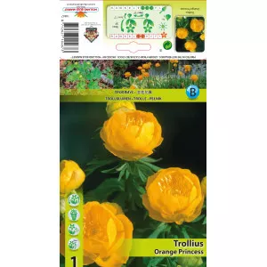 Bulbuc de munte (Trollius) Orange Princess