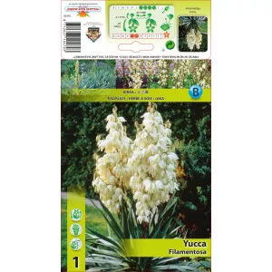 Yucca Filamentosa