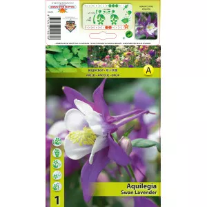Căldărușă (Aquilegia) Swan Lavender