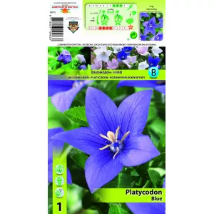 Floarea balon (Platycodon) albastră