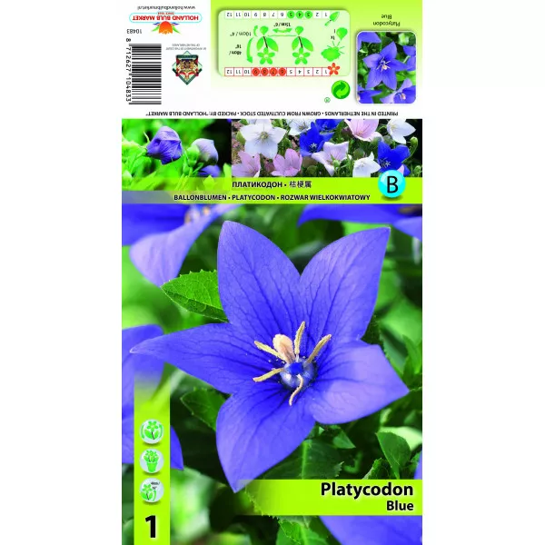 Floarea balon (Platycodon) albastră