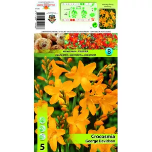 Crocosmia George Davidson
