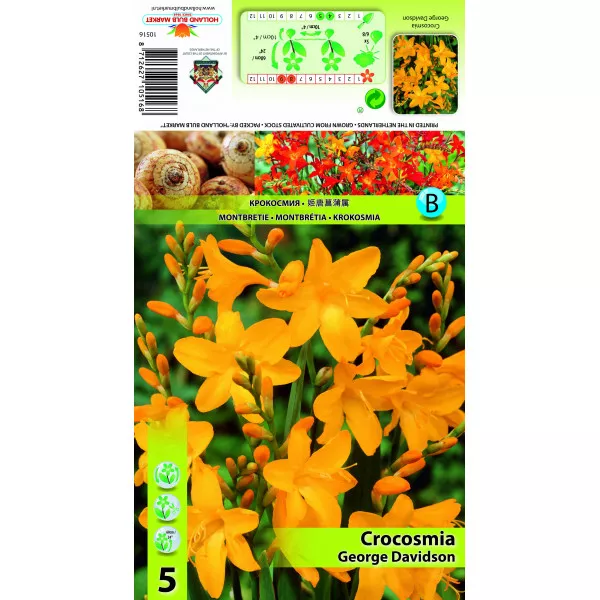 Crocosmia George Davidson