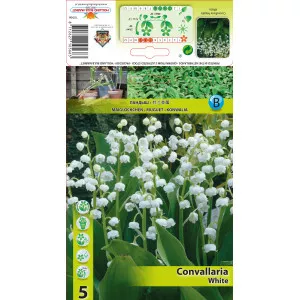 Lăcrămioară (Convallaria Majalis) albă