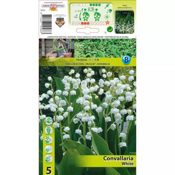 Lăcrămioară (Convallaria Majalis) albă