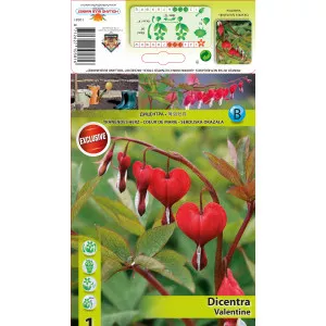 Cerceii doamnei (Dicentra) Valentine
