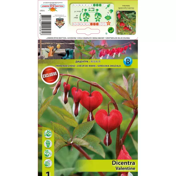 Cerceii doamnei (Dicentra) Valentine