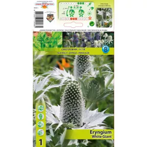 Scai vânăt (Eryngium) White Giant