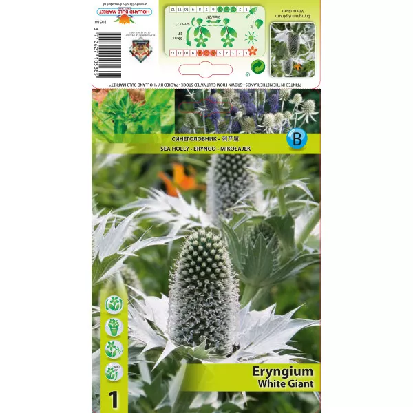 Scai vânăt (Eryngium) White Giant