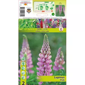 Lupin roz