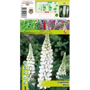 Lupin alb