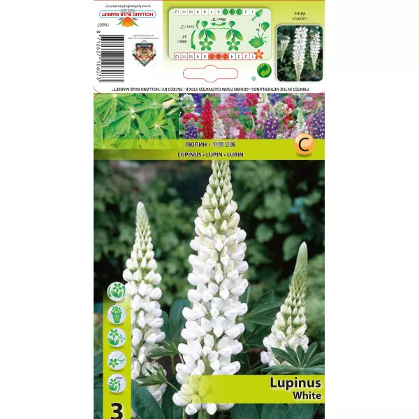 Lupin alb