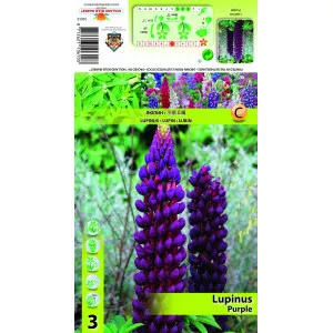 Lupin violet