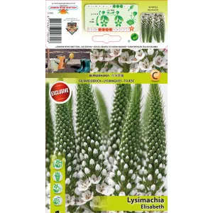 Gălbioară (Lysemachia) Elisabeth