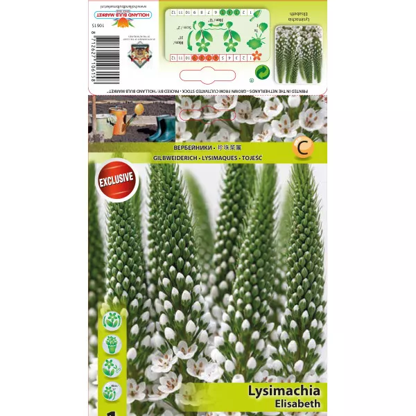 Gălbioară (Lysemachia) Elisabeth