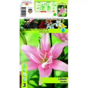 Crin asiatic dublu Elodie