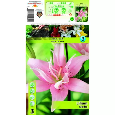 Crin asiatic dublu Elodie