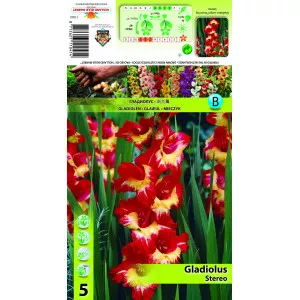 Gladiole Stereo