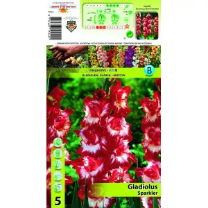 Gladiole Sparkler