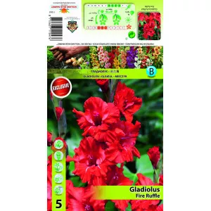Gladiole franjurate Fire Ruffle
