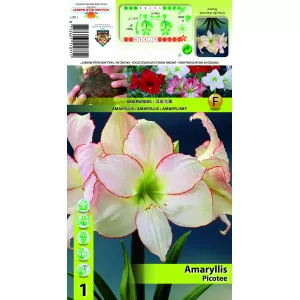 Crin de cameră (Amaryllis) Picotee