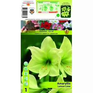 Crin de cameră (Amaryllis) Lemon Lime