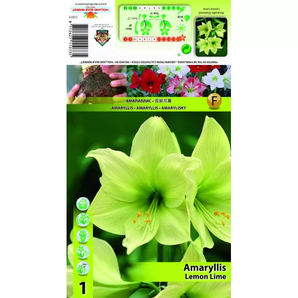 Crin de cameră (Amaryllis) Lemon Lime