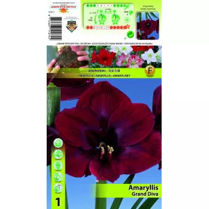 Crin de cameră (Amaryllis) Grand Diva