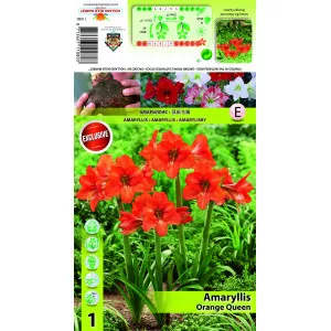Crin de cameră (Amaryllis) Orange Queen