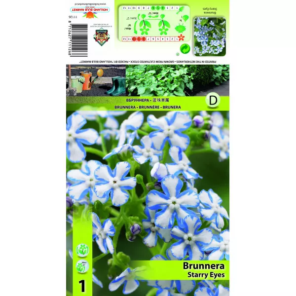 Brunnera Starry Eyes Brunnera Starry Eyes