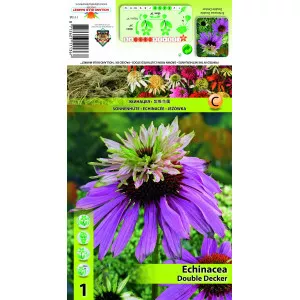 Echinacea dublă Double Decker