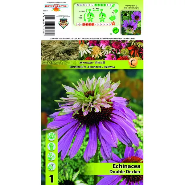 Echinacea dublă Double Decker