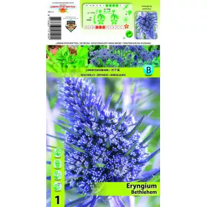 Scai vânăt (Eryngium) Bethlehem