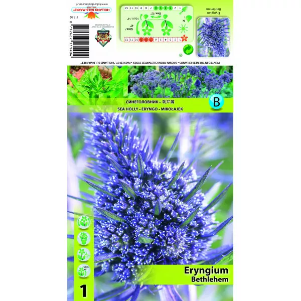 Scai vânăt (Eryngium) Bethlehem
