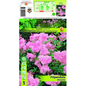 Crețușcă (Filipendula) Venusta