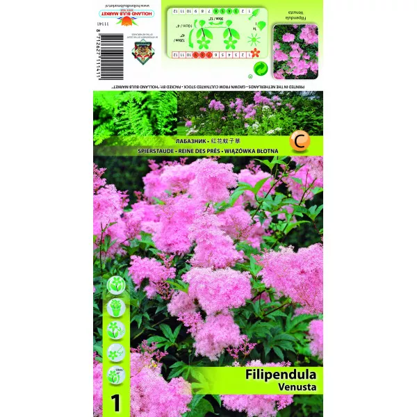 Crețușcă (Filipendula) Venusta Crețușcă (Filipendula) Venusta