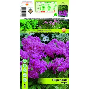 Crețușcă (Filipendula) violet
