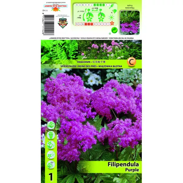Crețușcă (Filipendula) violet