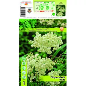 Crețușcă (Filipendula) albă