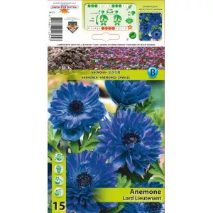 Anemone duble Lord Lieutenant