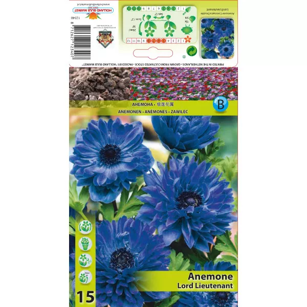 Anemone duble Lord Lieutenant
