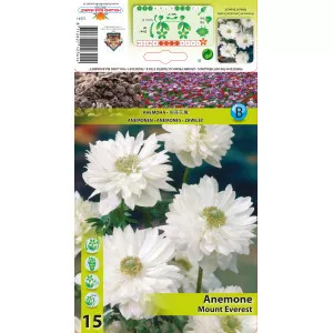 Anemone duble Mount Everest