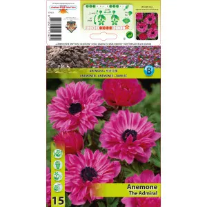 Anemone duble The Admiral